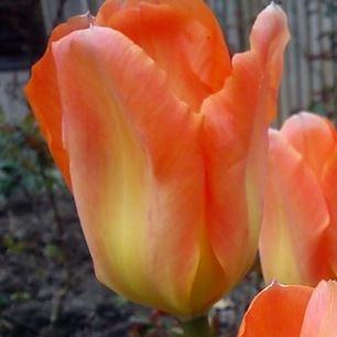 Tulipa Orange Emperor in the GardenTags plant encyclopedia Tulip Orange Emperor (Fosteriana) in the GardenTags plant encyclopedia