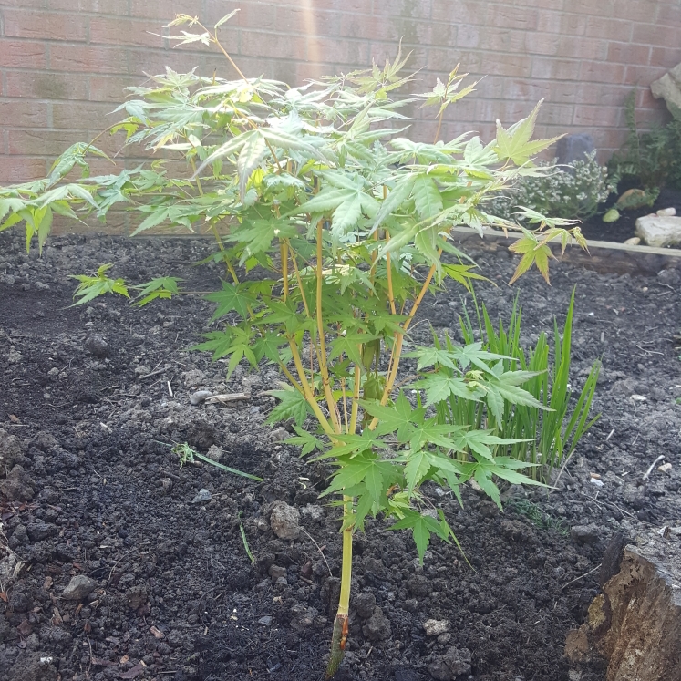 Acer Palmatum Bi Ho in the GardenTags plant encyclopedia Japanese Maple Bi Ho in the GardenTags plant encyclopedia