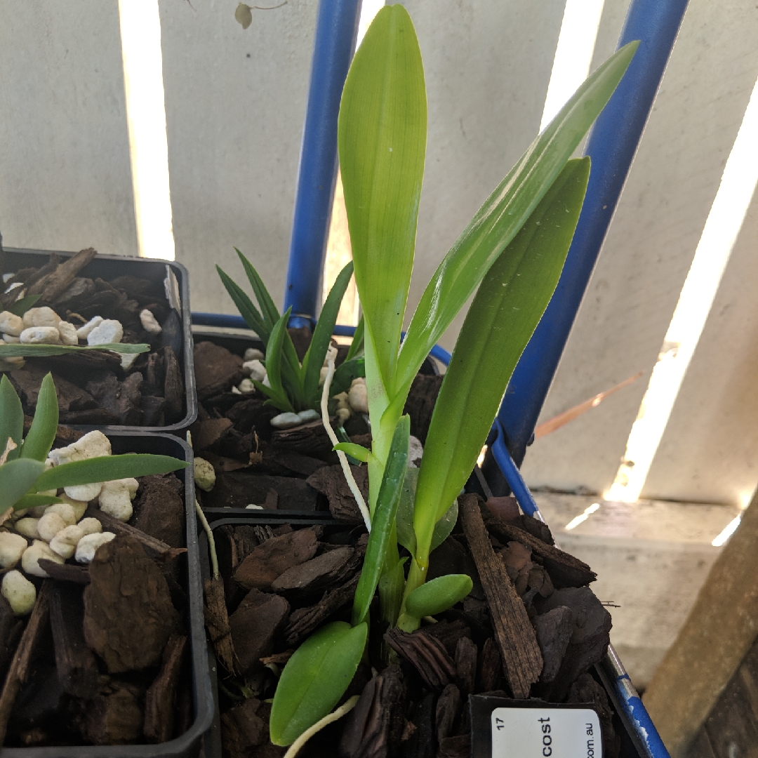 Dendrobium De Pentecost in the GardenTags plant encyclopedia Orchid De Pentecost in the GardenTags plant encyclopedia