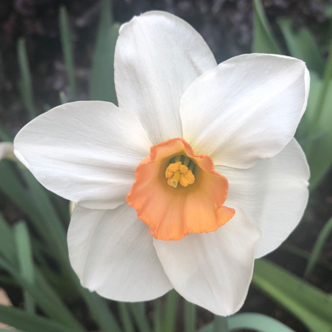 Narcissus Sophie Girl in the GardenTags plant encyclopedia Daffodil Sophie Girl (Large-cupped) in the GardenTags plant encyclopedia