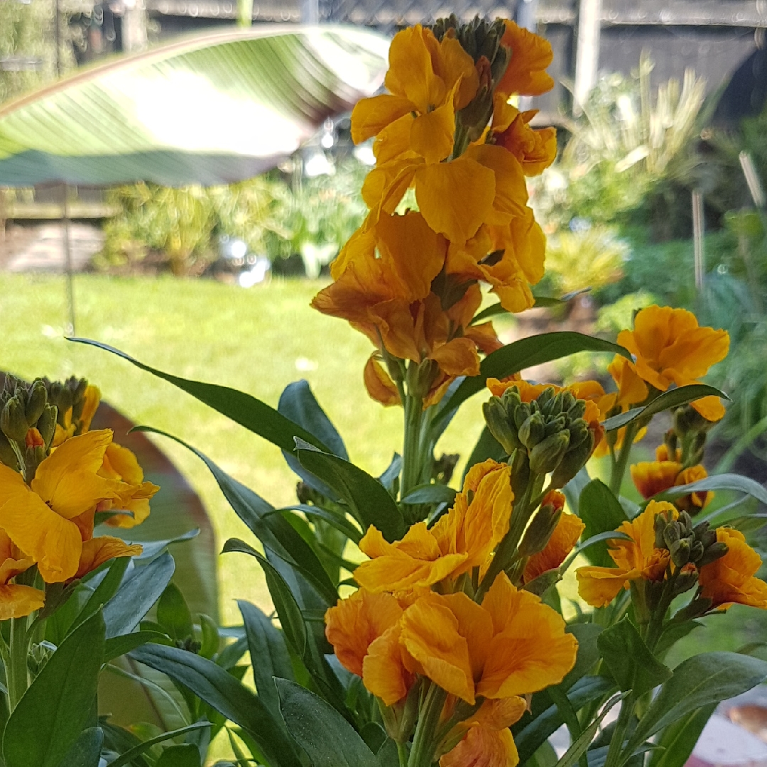 Erysimum cheiri Sunset Orange (Sunset Series) in the GardenTags plant encyclopedia Wallflower Sunset Orange in the GardenTags plant encyclopedia