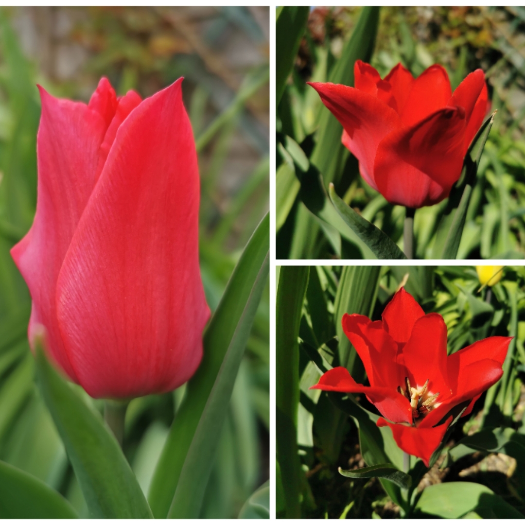 Tulipa Red Shine in the GardenTags plant encyclopedia Tulip Red Shine (Lily-flowered) in the GardenTags plant encyclopedia