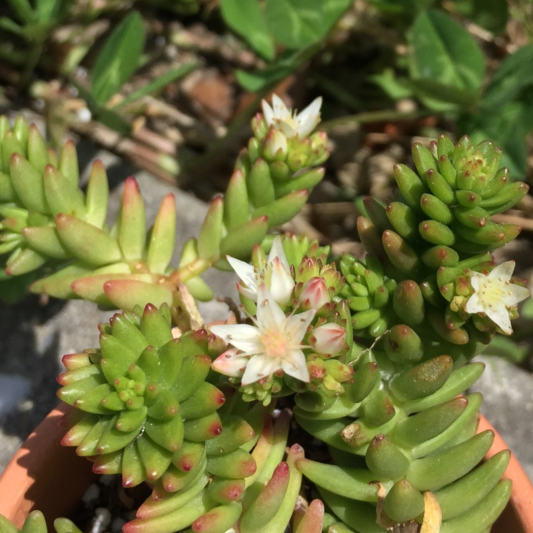 Sedum Spiral Staircase in the GardenTags plant encyclopedia Sedum Spiral Staircase in the GardenTags plant encyclopedia