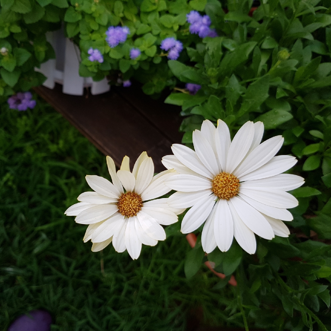 Osteospermum White Lightning in the GardenTags plant encyclopedia African Daisy White Lightning in the GardenTags plant encyclopedia