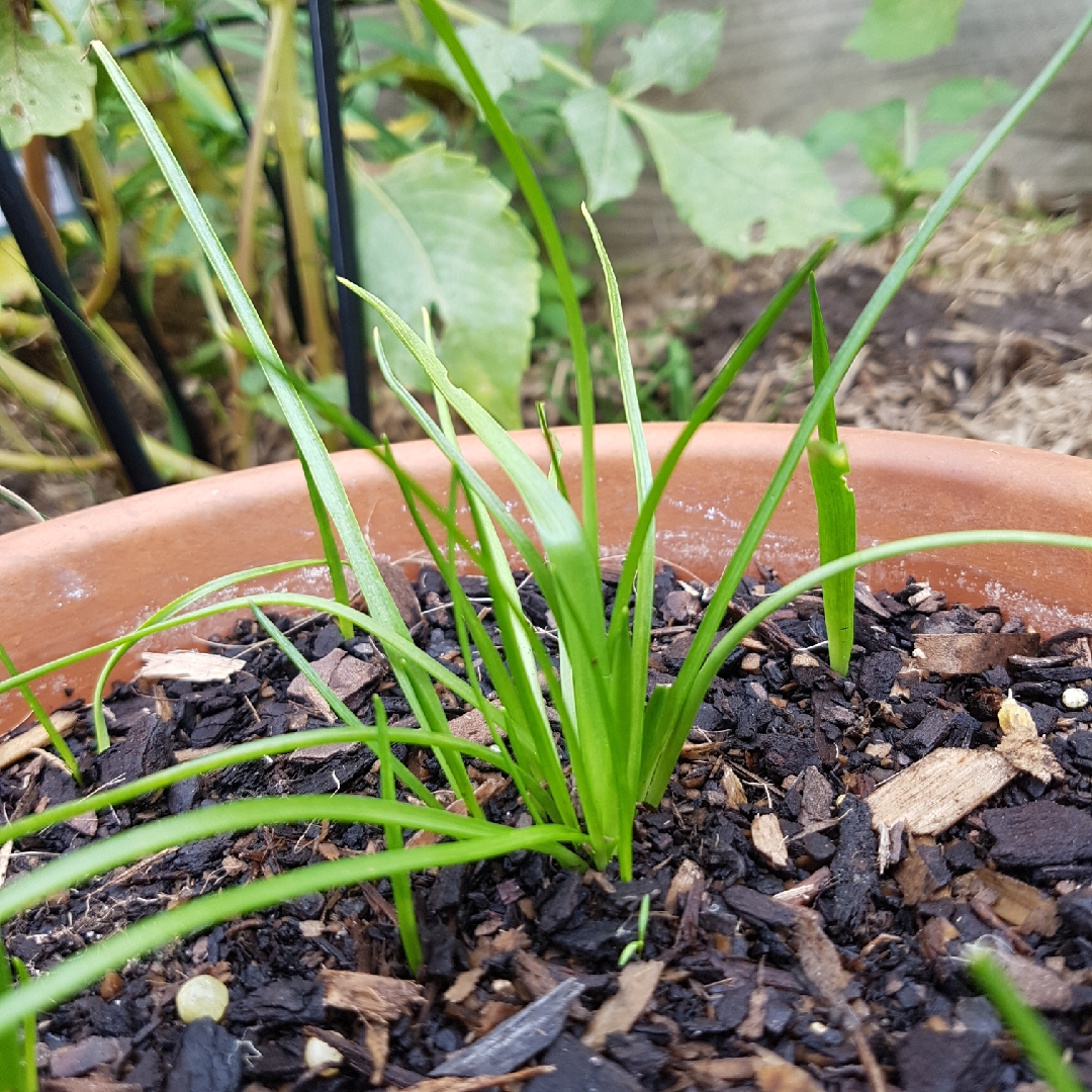 Ornithogalum hybrid White Princess in the GardenTags plant encyclopedia Star Of Bethlehem White Princess in the GardenTags plant encyclopedia