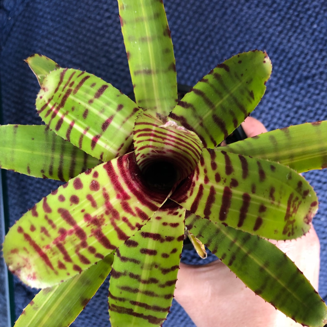 Neoregelia Half Pint in the GardenTags plant encyclopedia Neoregelia Half Pint in the GardenTags plant encyclopedia