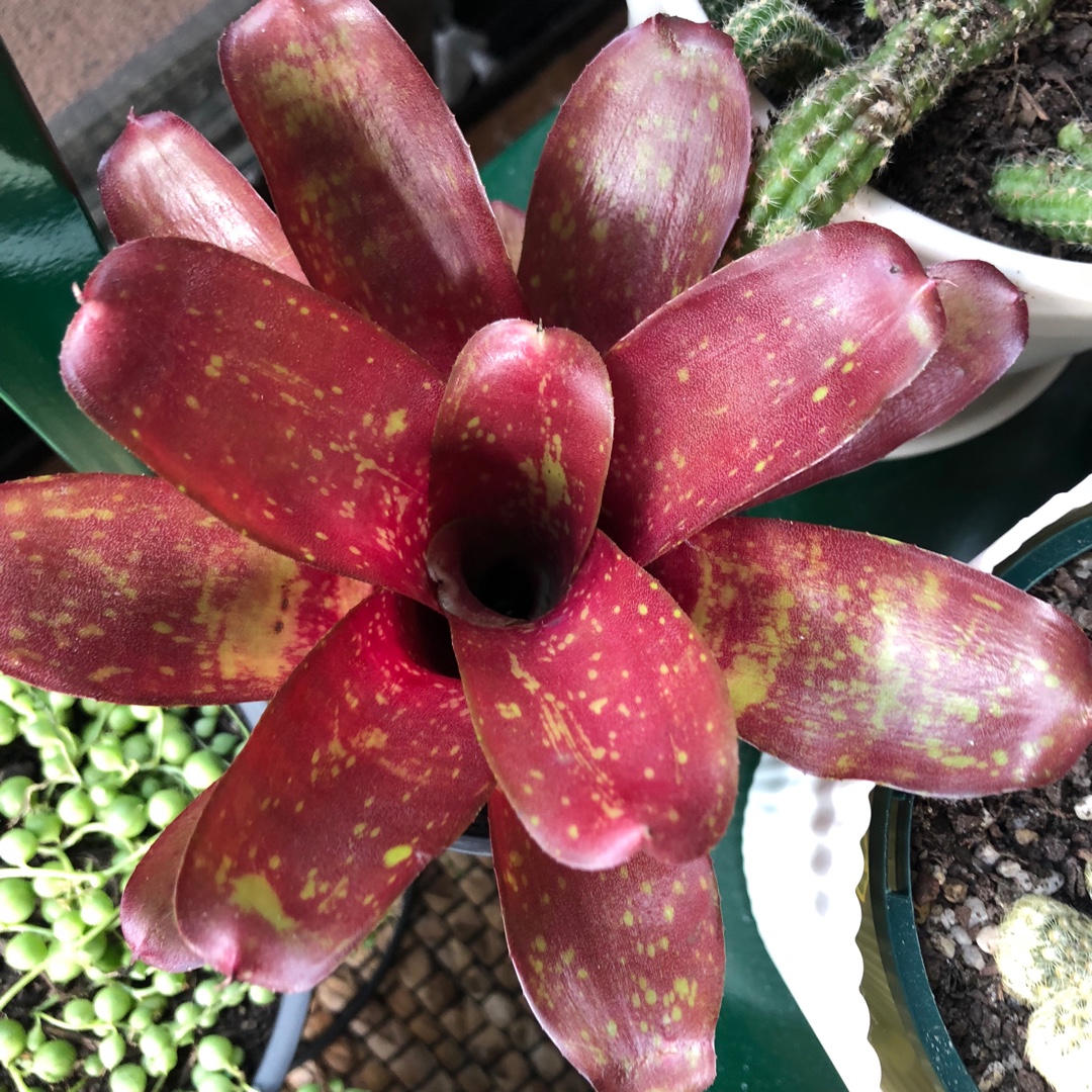 Neoregelia sarmentosa hybrid in the GardenTags plant encyclopedia Hybrid Neoregelia in the GardenTags plant encyclopedia