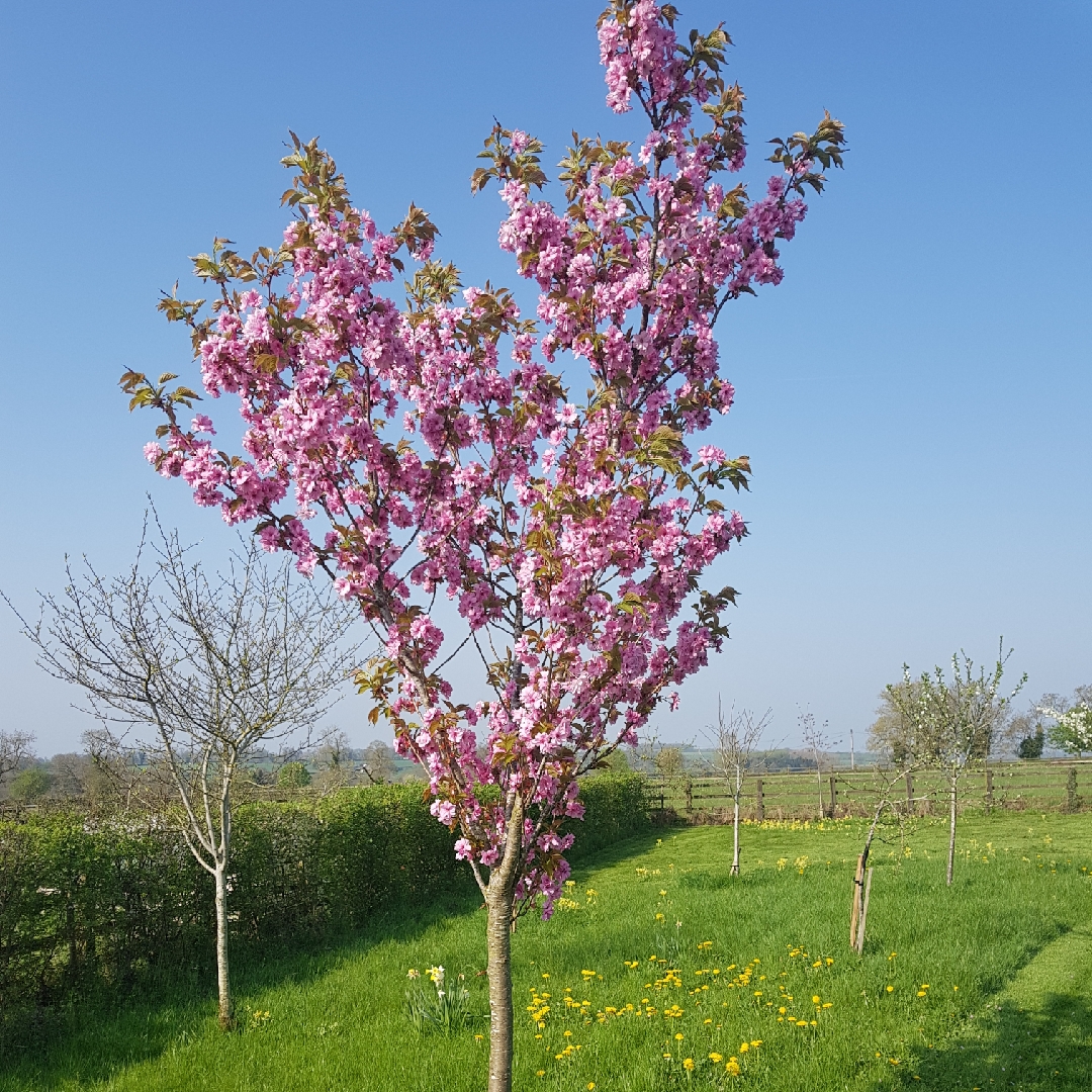 Prunus Beni-Yutaka syn. Prunus Matsumae-beni-yutaka in the GardenTags plant encyclopedia Ornamental Cherry Beni-Yutaka in the GardenTags plant encyclopedia