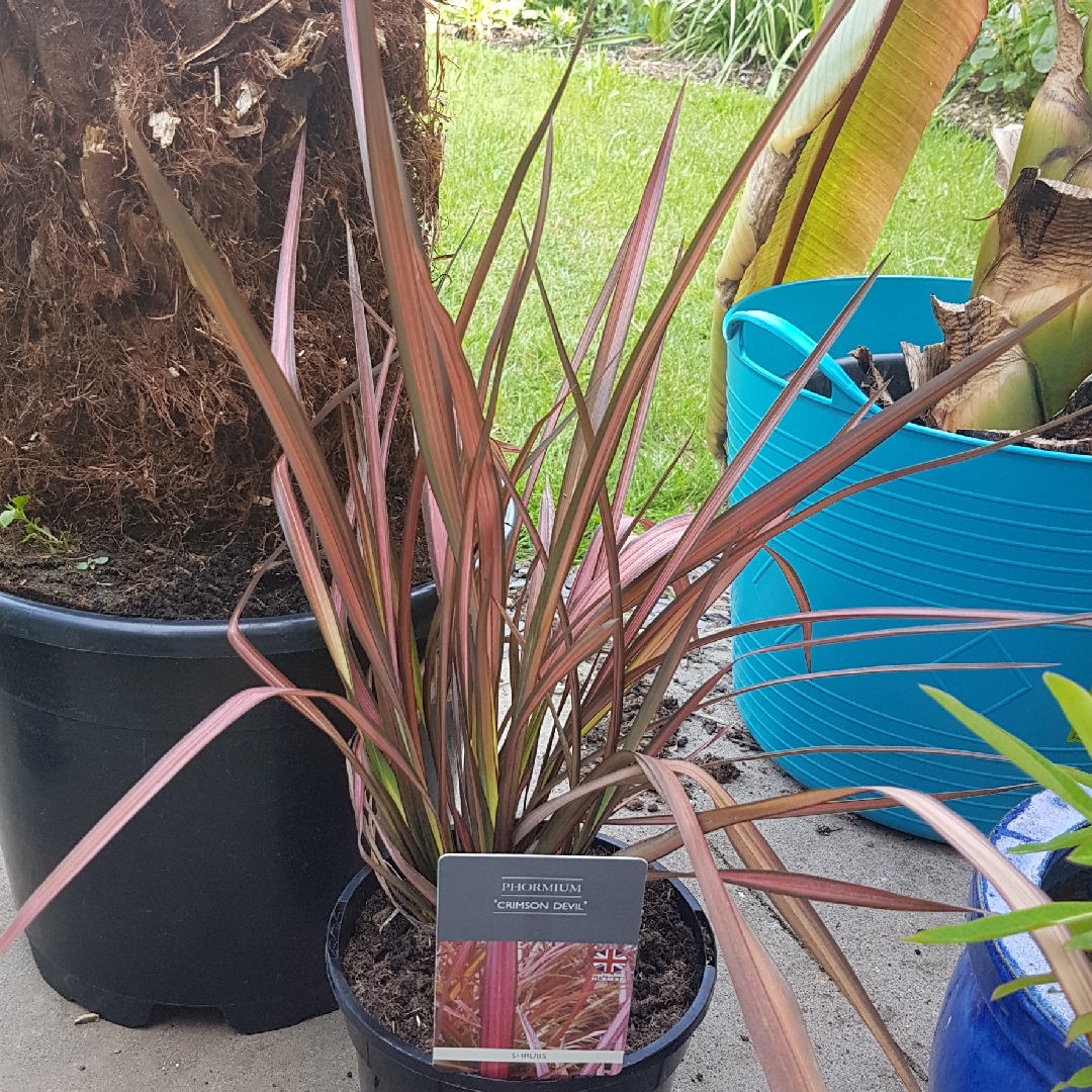 Phormium Cookianum Crimson Devil in the GardenTags plant encyclopedia New Zealand Flax Crimson Devil in the GardenTags plant encyclopedia