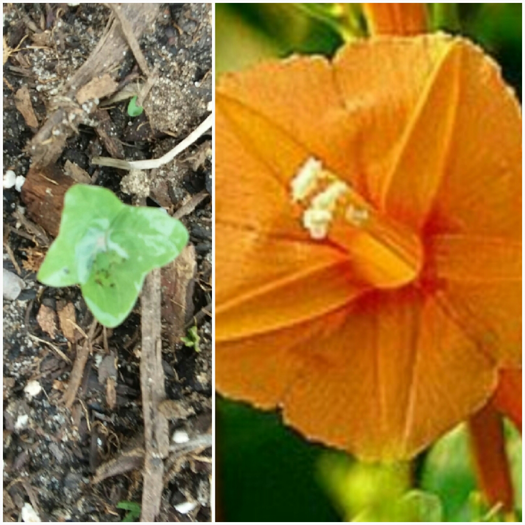 Ipomoea Coccenia Orange Noah in the GardenTags plant encyclopedia Morning Glory Orange Noah in the GardenTags plant encyclopedia