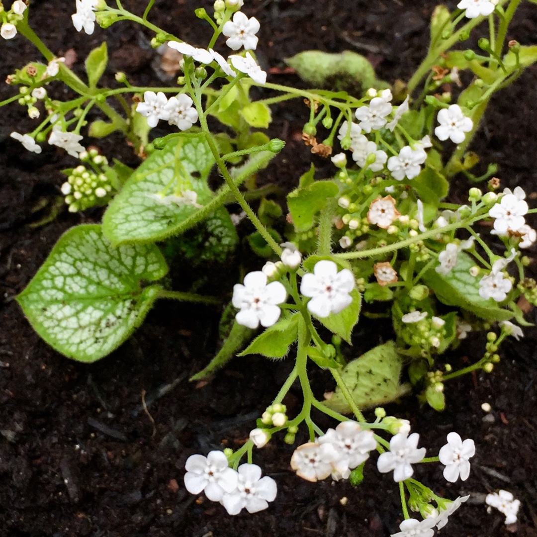 Brunnera macrophylla Mr Morse syn. Brunnera macrophylla Mister Morse in the GardenTags plant encyclopedia Siberian Bugloss Mister Morse in the GardenTags plant encyclopedia