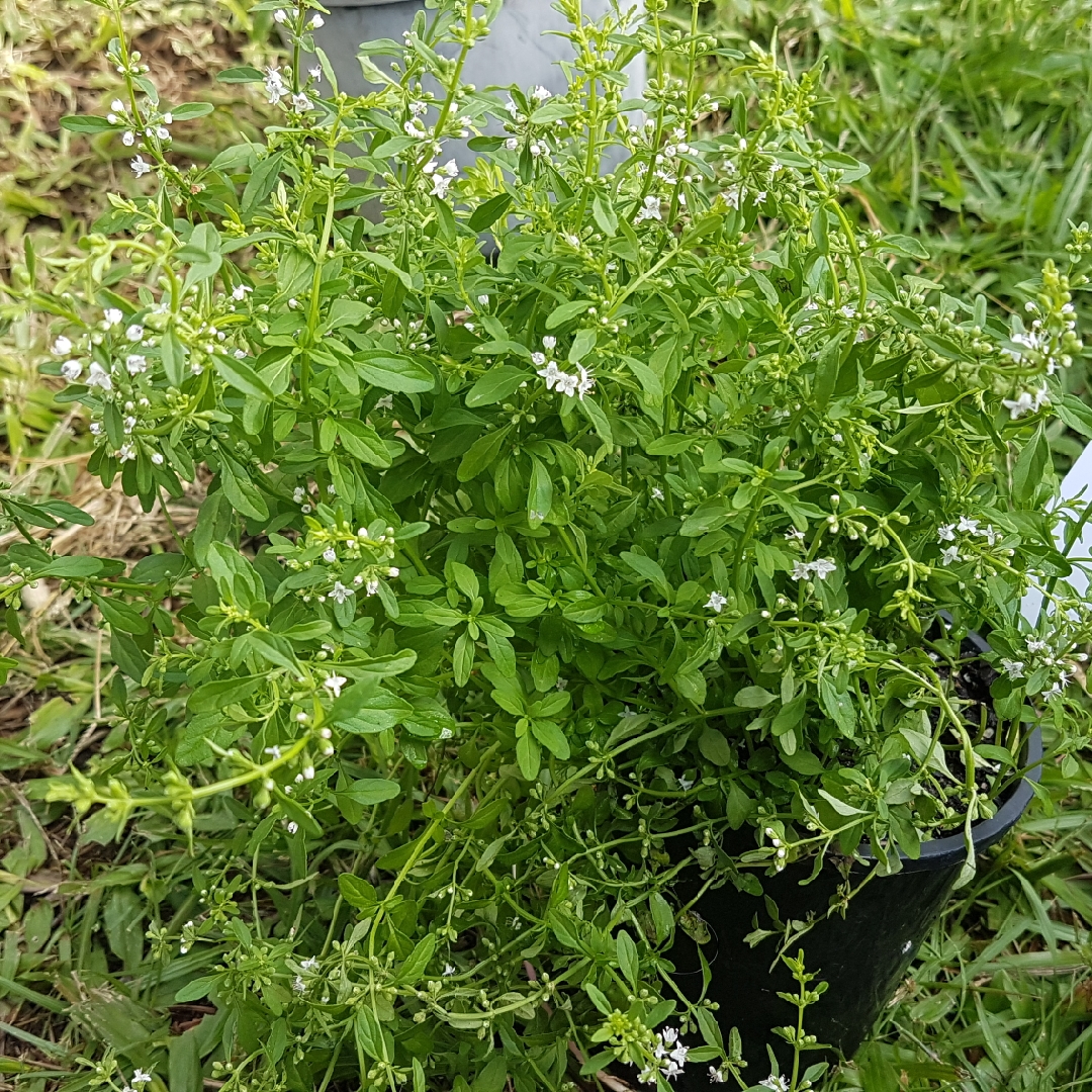 Native Mint in the GardenTags plant encyclopedia