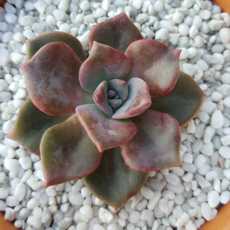 x Pachyveria Gypsy in the GardenTags plant encyclopedia Pachyveria Gypsy in the GardenTags plant encyclopedia
