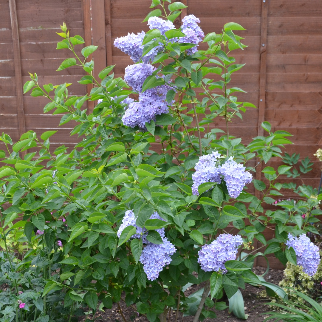 Syringa vulgaris Firmament in the GardenTags plant encyclopedia Lilac Firmament in the GardenTags plant encyclopedia
