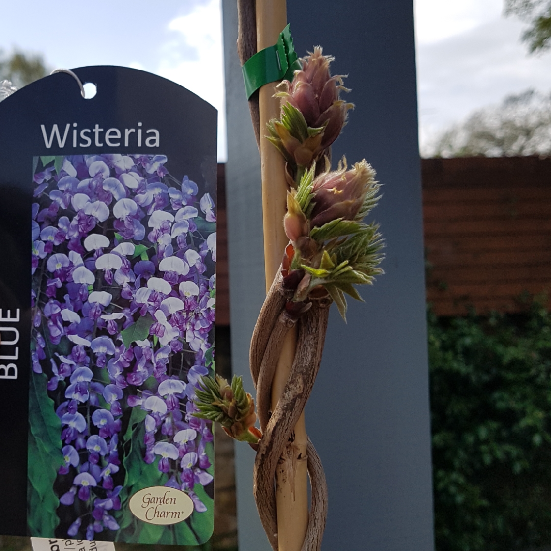 Wisteria brachybotrys Okayama in the GardenTags plant encyclopedia Silky wisteria Okayama in the GardenTags plant encyclopedia