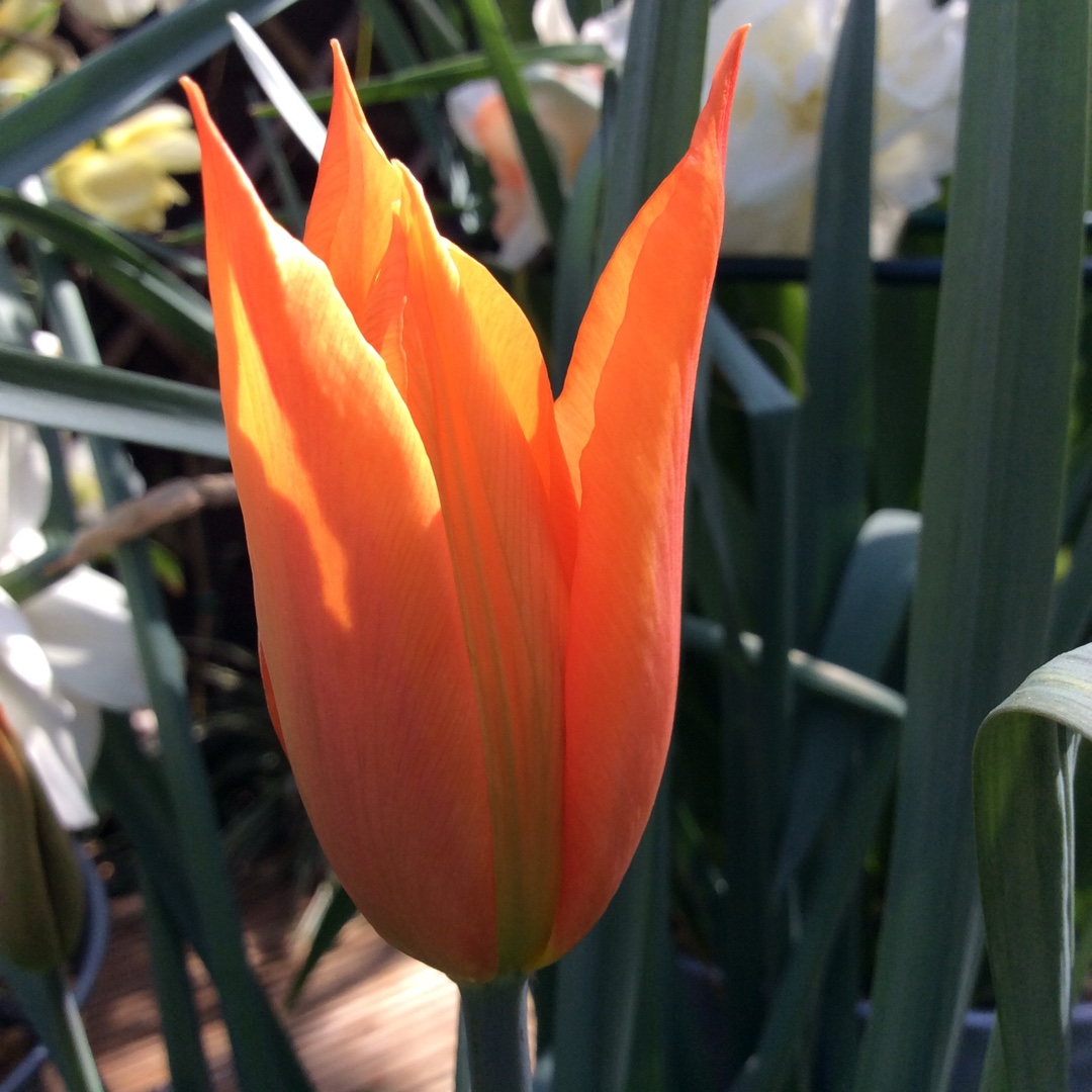 Tulipa Flutes on Fire in the GardenTags plant encyclopedia Tulip Flutes on Fire (Lily-flowered) in the GardenTags plant encyclopedia