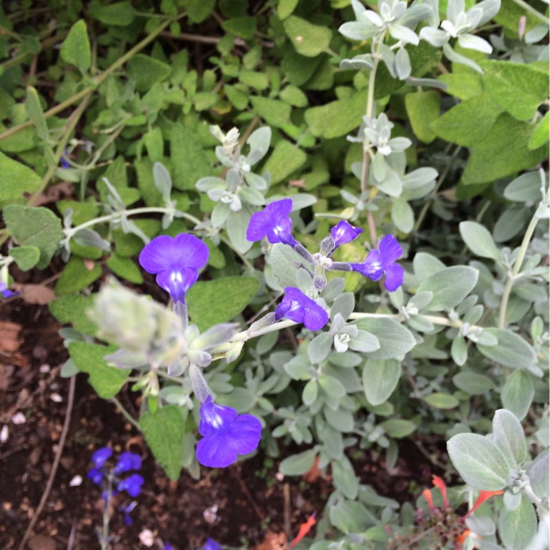 Salvia Chamaedryoides in the GardenTags plant encyclopedia Germander Sage in the GardenTags plant encyclopedia