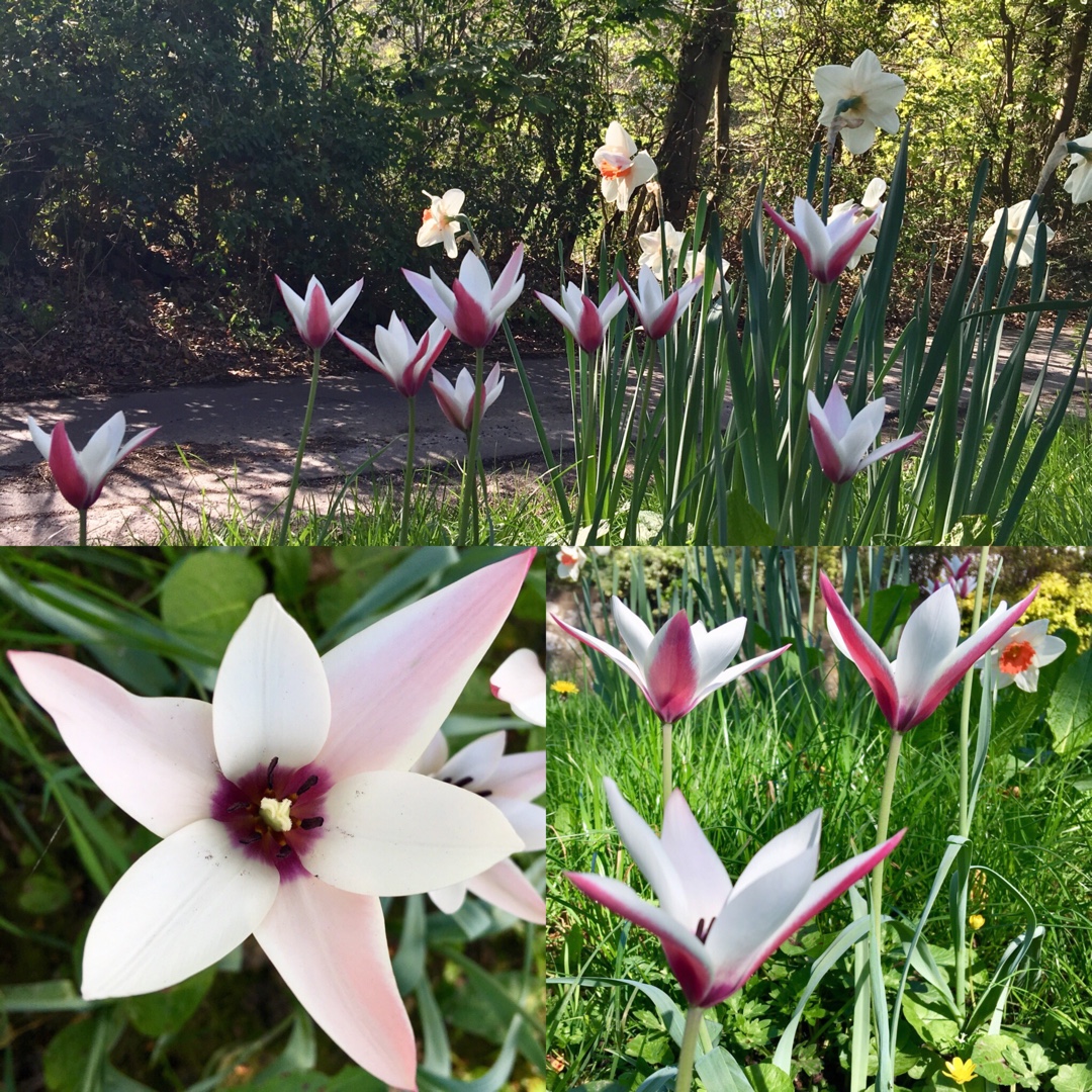 Tulipa clusiana Peppermint Stick in the GardenTags plant encyclopedia Tulip (Species) Lady Tulip Peppermint Stick in the GardenTags plant encyclopedia