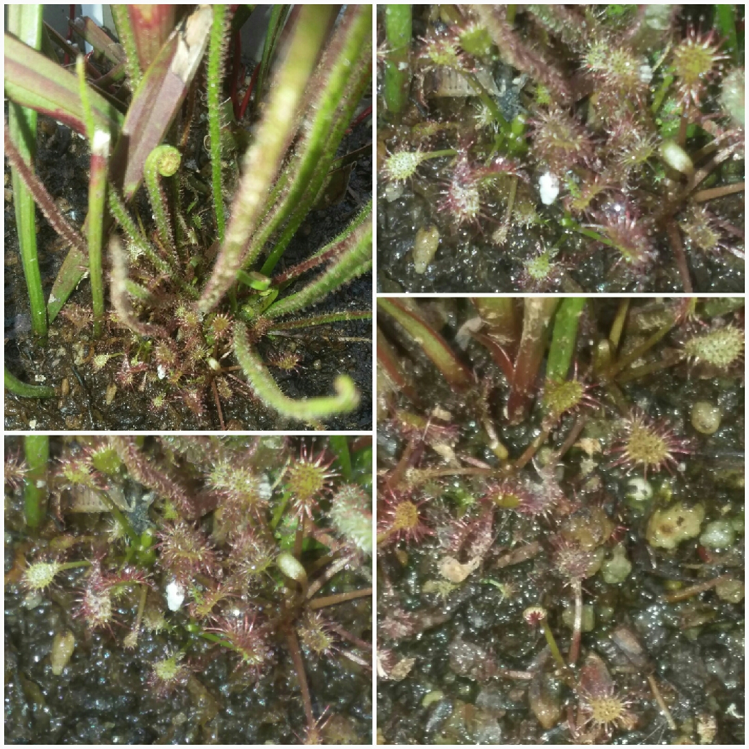 Drosera Rotundifolia in the GardenTags plant encyclopedia Round-leaved Sundew in the GardenTags plant encyclopedia