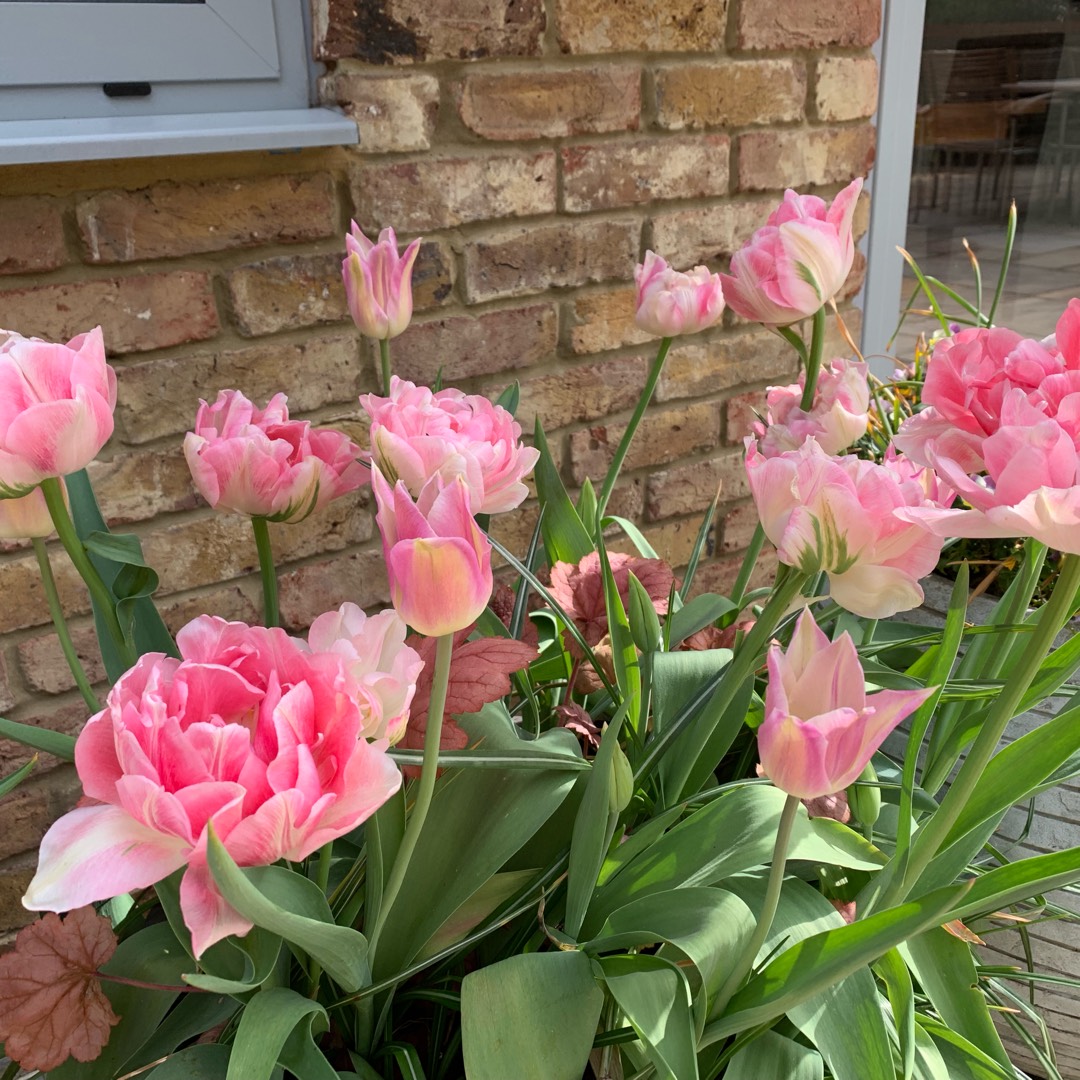 Tulipa Elegant Lady in the GardenTags plant encyclopedia Tulip Elegant Lady (Lily-flowered) in the GardenTags plant encyclopedia