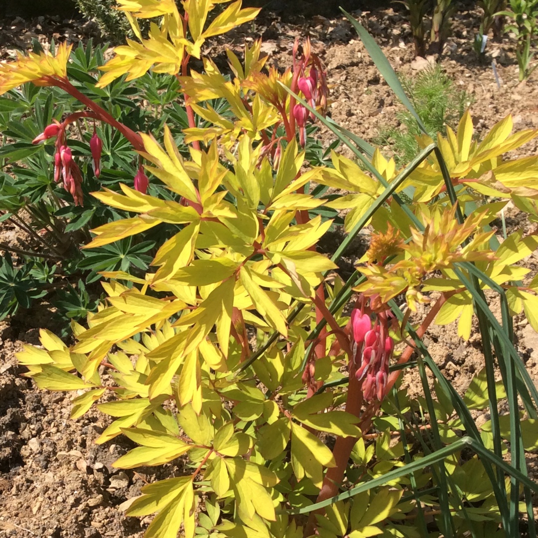 Dicentra Gold Heart in the GardenTags plant encyclopedia Bleedingheart Gold Heart in the GardenTags plant encyclopedia