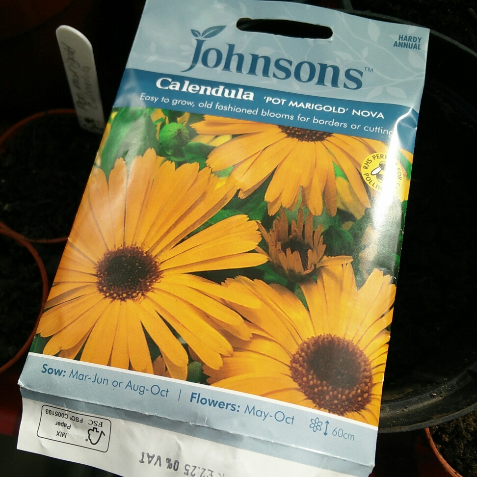 Pot Marigold Nova in the GardenTags plant encyclopedia