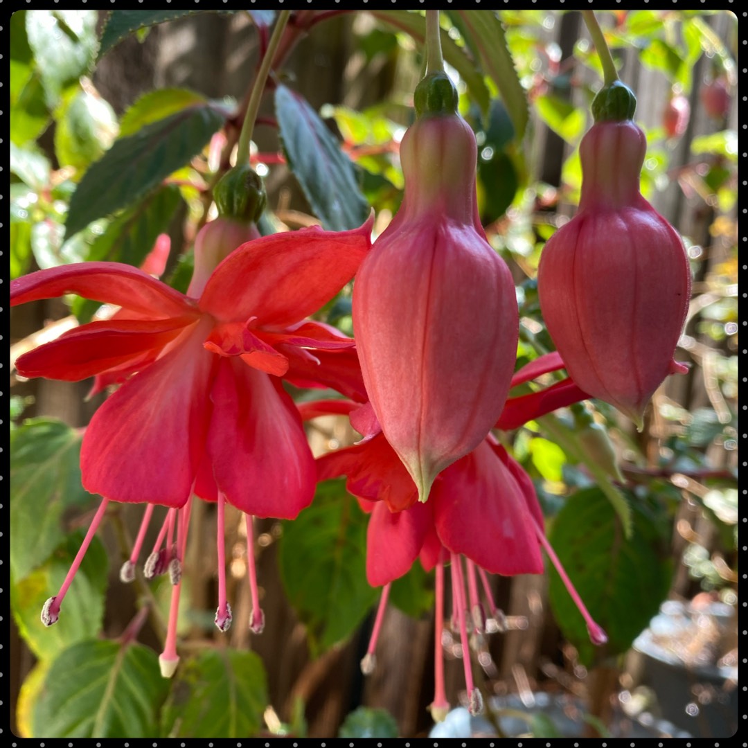 Fuchsia Dancing Flame in the GardenTags plant encyclopedia Fuchsia Dancing Flame in the GardenTags plant encyclopedia
