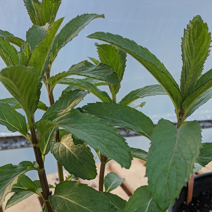 Mentha x piperita f. citrata Swiss Ricola in the GardenTags plant encyclopedia Swiss Ricola Mint in the GardenTags plant encyclopedia