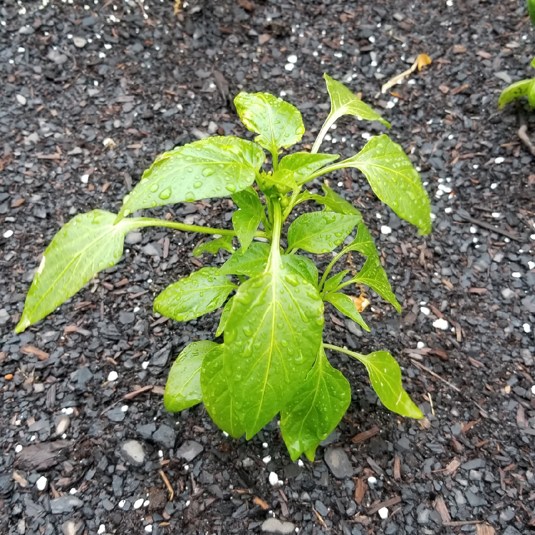 Capsicum annuum WT2450 syn. Capsicum annuum Lunchbox Red in the GardenTags plant encyclopedia Sweet Pepper Lunchbox Red in the GardenTags plant encyclopedia