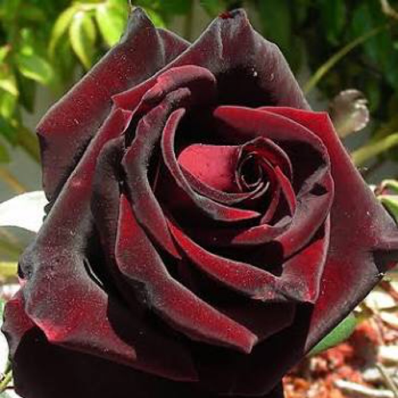 Rosa Black Velvet in the GardenTags plant encyclopedia Rose Black Velvet in the GardenTags plant encyclopedia