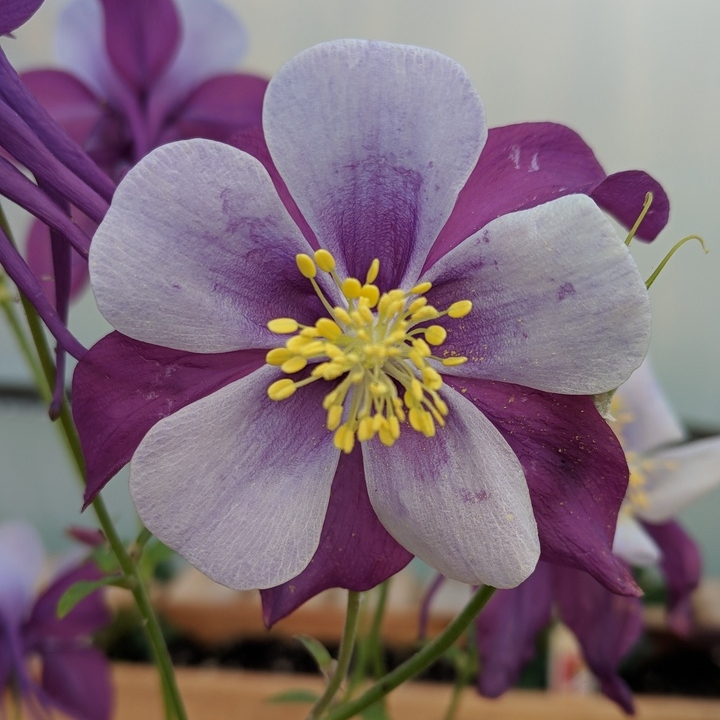 Aquilegia Swan Lavender and White in the GardenTags plant encyclopedia Columbine Swan Lavender And White in the GardenTags plant encyclopedia