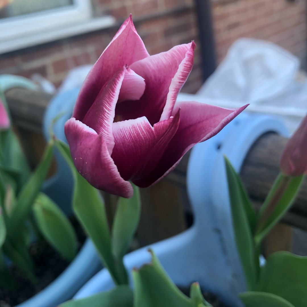 Tulipa Sanne in the GardenTags plant encyclopedia Tulip Sanne (Triumph) in the GardenTags plant encyclopedia