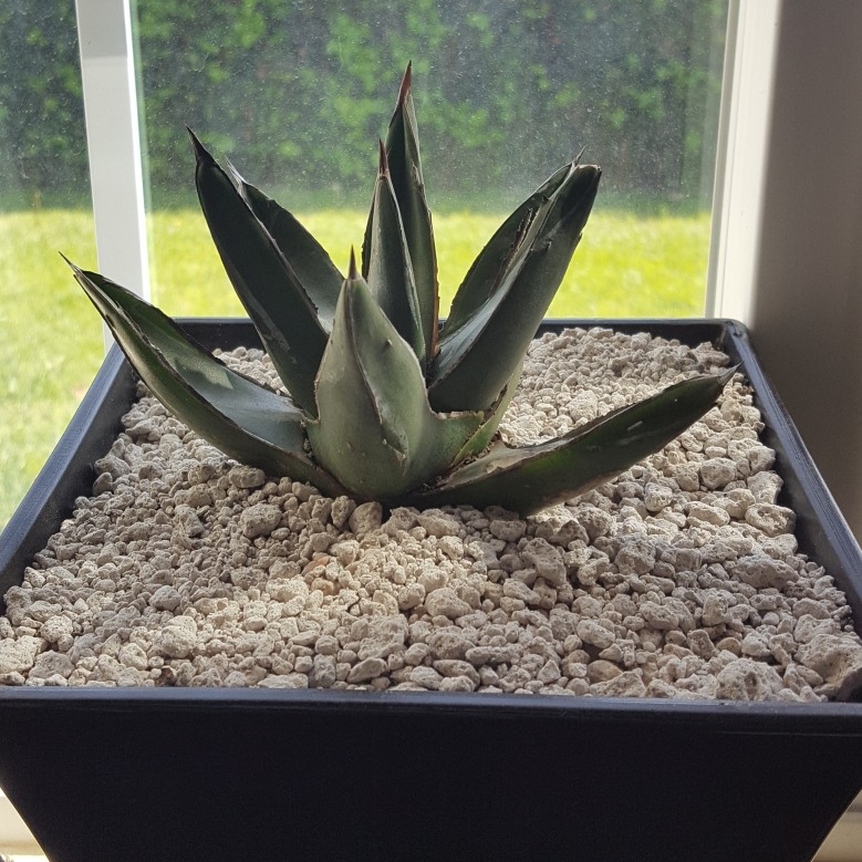 Agave Nickelsaie in the GardenTags plant encyclopedia King Of The Agaves in the GardenTags plant encyclopedia