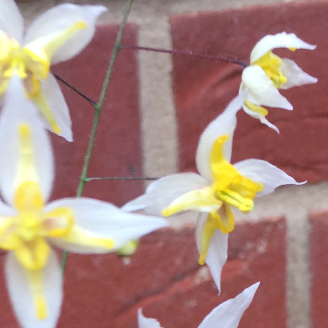 Epimedium Mandarin Star in the GardenTags plant encyclopedia Barrenwort Mandarin Star in the GardenTags plant encyclopedia