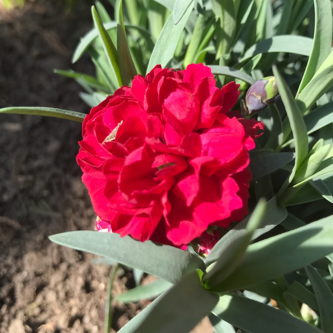 Dianthus Rebekah in the GardenTags plant encyclopedia Pink Rebekah (Early Bird Series) in the GardenTags plant encyclopedia