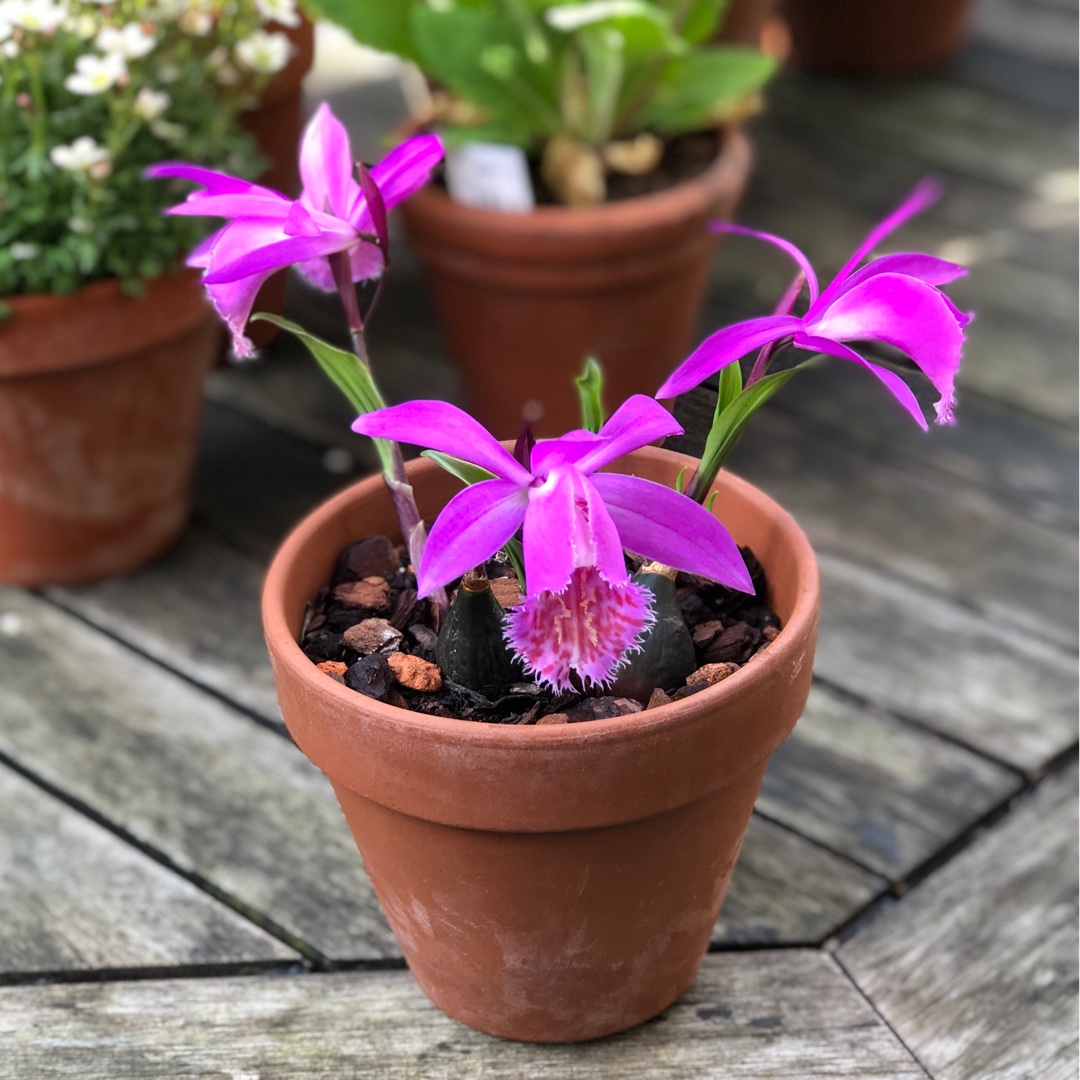 Pleione Tongariro in the GardenTags plant encyclopedia Windowsill Orchid Tongariro in the GardenTags plant encyclopedia