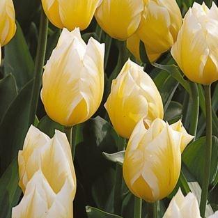 Tulipa Sweetheart in the GardenTags plant encyclopedia Tulip Sweetheart (Fosteriana) in the GardenTags plant encyclopedia