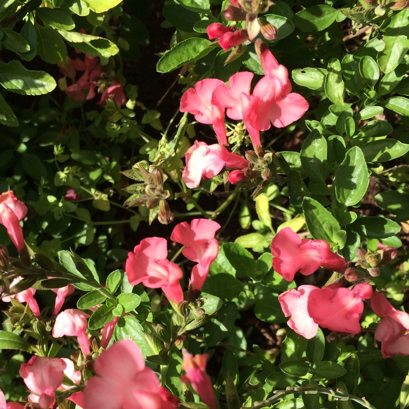 Salvia greggii Coral in the GardenTags plant encyclopedia Salvia Sierra Coral in the GardenTags plant encyclopedia