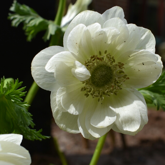 Anemone coronaria Harmony Double White in the GardenTags plant encyclopedia Anemone Harmony Double White in the GardenTags plant encyclopedia