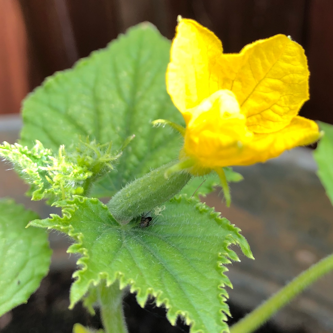 Cucumis sativus Chinese Slangen in the GardenTags plant encyclopedia Cucumber Chinese Slangen in the GardenTags plant encyclopedia