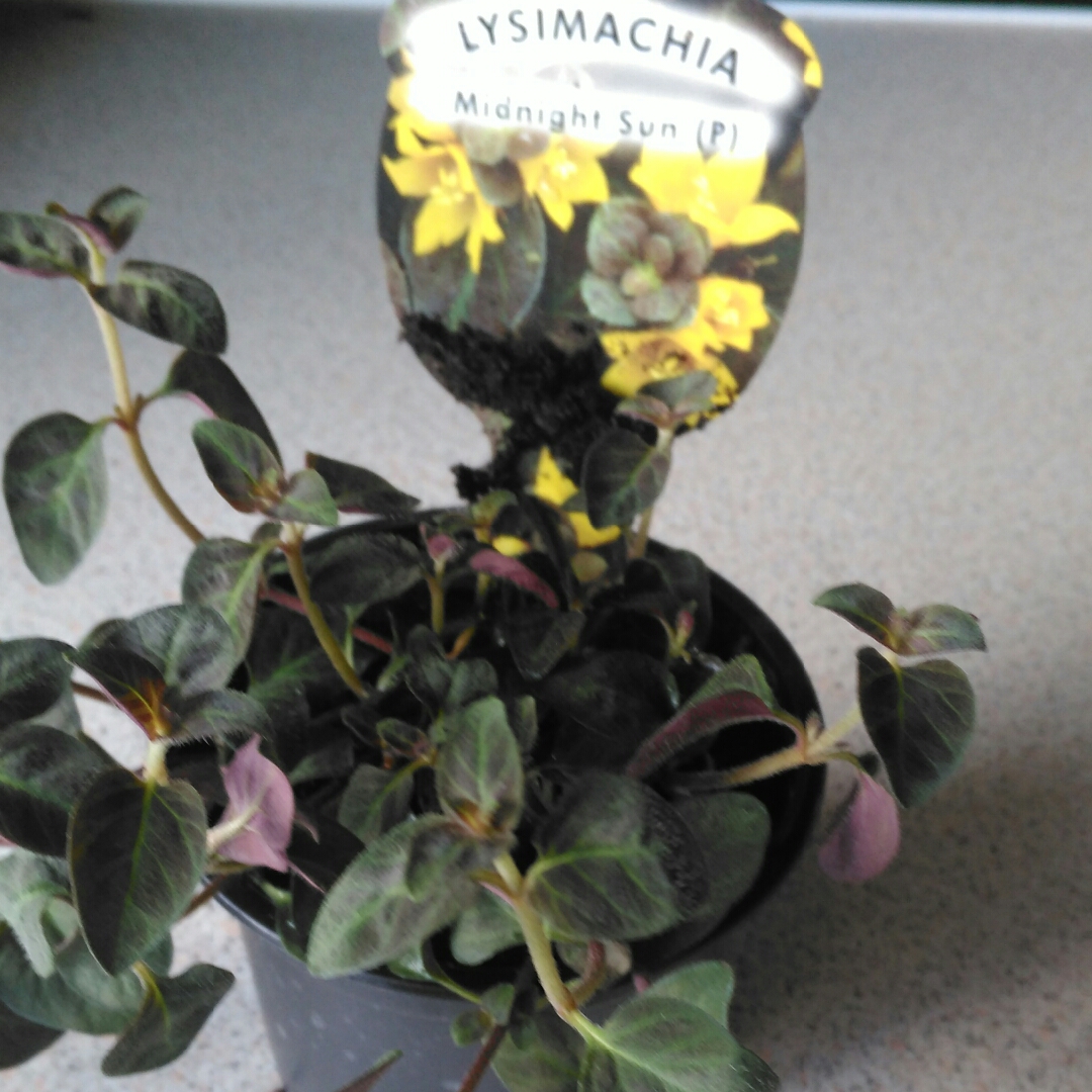Lysimachia congestiflora Midnight Sun in the GardenTags plant encyclopedia Creeping Jenny Midnight Sun in the GardenTags plant encyclopedia
