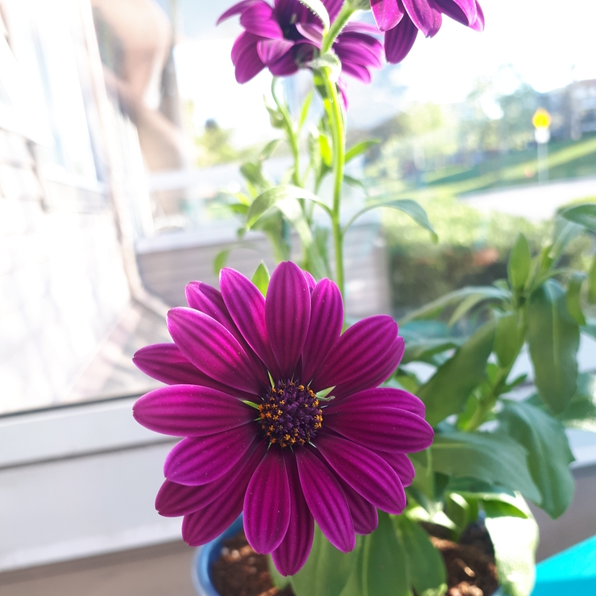 Osteospermum ecklonis Summertime Kardinal in the GardenTags plant encyclopedia African Daisy Summertime Kardinal in the GardenTags plant encyclopedia