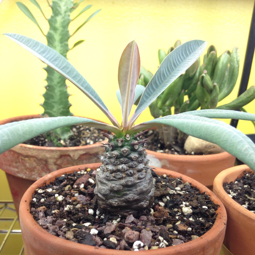 Euphorbia pachypodioides syn. Euphorbia antankara in the GardenTags plant encyclopedia Euphorbia pachypodioides in the GardenTags plant encyclopedia