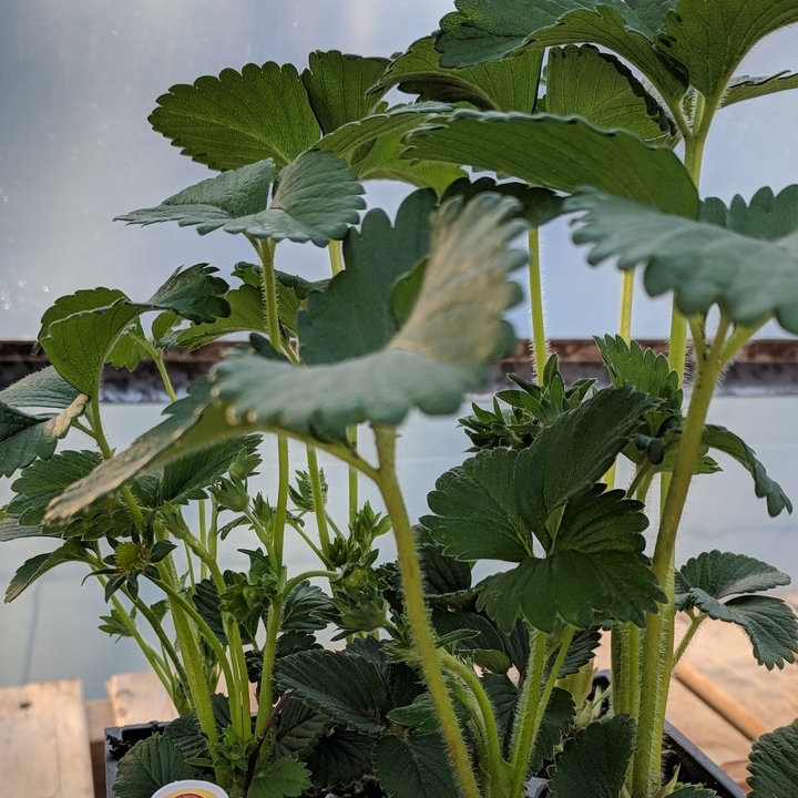 Fragaria x ananassa Totem in the GardenTags plant encyclopedia Strawberry Totem in the GardenTags plant encyclopedia
