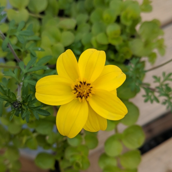 Bidens ferulifolia Bidy Gonzales in the GardenTags plant encyclopedia Bidy Gonzales Trailing in the GardenTags plant encyclopedia