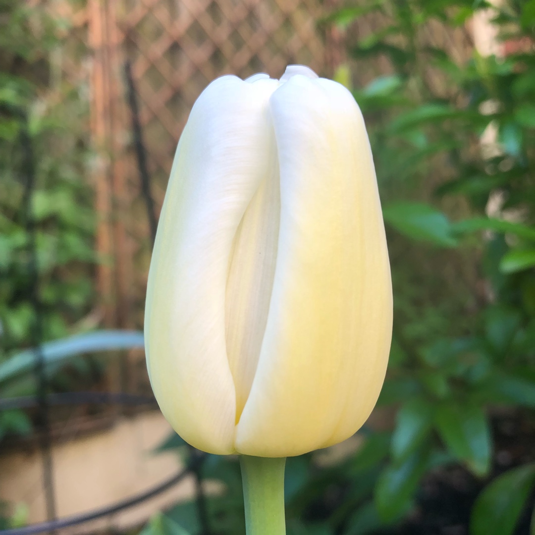 Tulipa Antarctica in the GardenTags plant encyclopedia Tulip Antarctica (Triumph) in the GardenTags plant encyclopedia