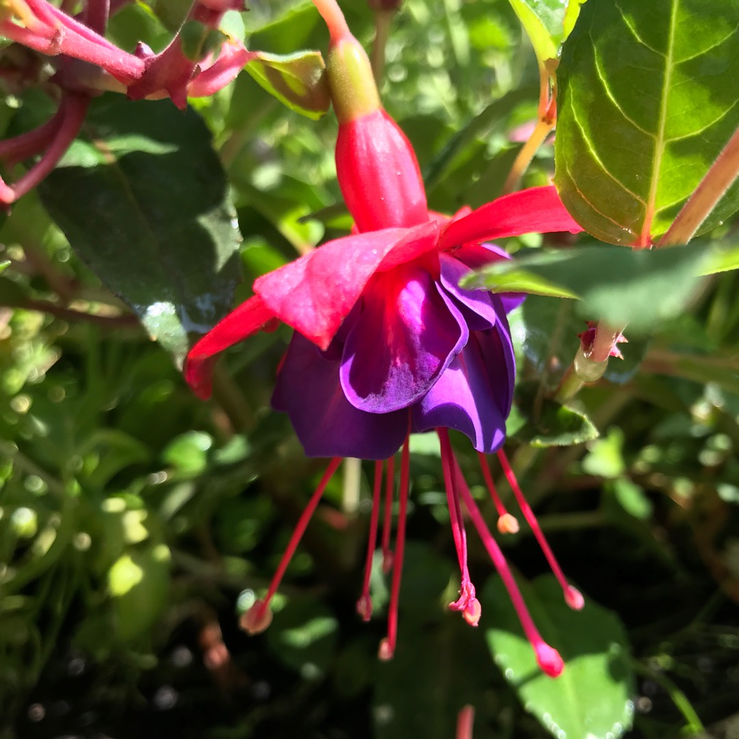 Fuchsia General Monk in the GardenTags plant encyclopedia Fuchsia General Monk in the GardenTags plant encyclopedia