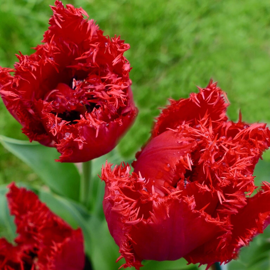 Tulipa Maywood in the GardenTags plant encyclopedia Tulip Maywood (Fringed) in the GardenTags plant encyclopedia