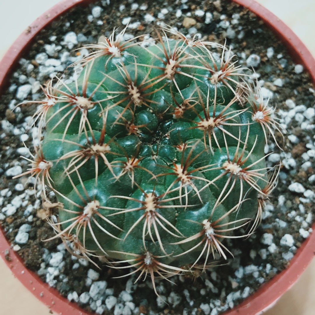 Gymnocalycium mesopotamicum in the GardenTags plant encyclopedia Moon Cactus in the GardenTags plant encyclopedia