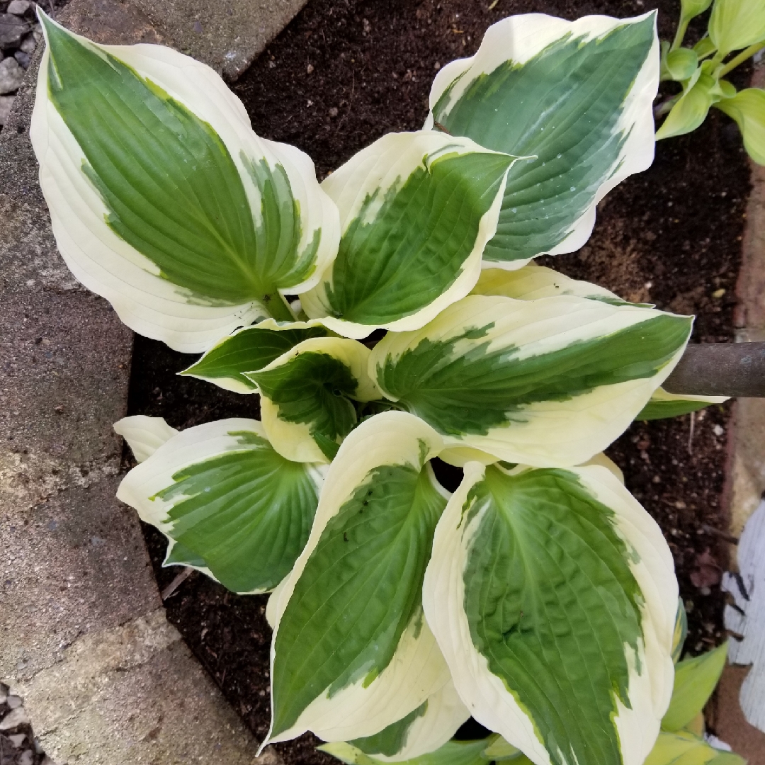 Hosta Moonstruck in the GardenTags plant encyclopedia Plantain Lily Moonstruck in the GardenTags plant encyclopedia